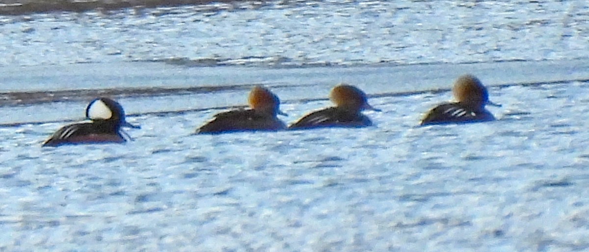 Hooded Merganser - ML613624524