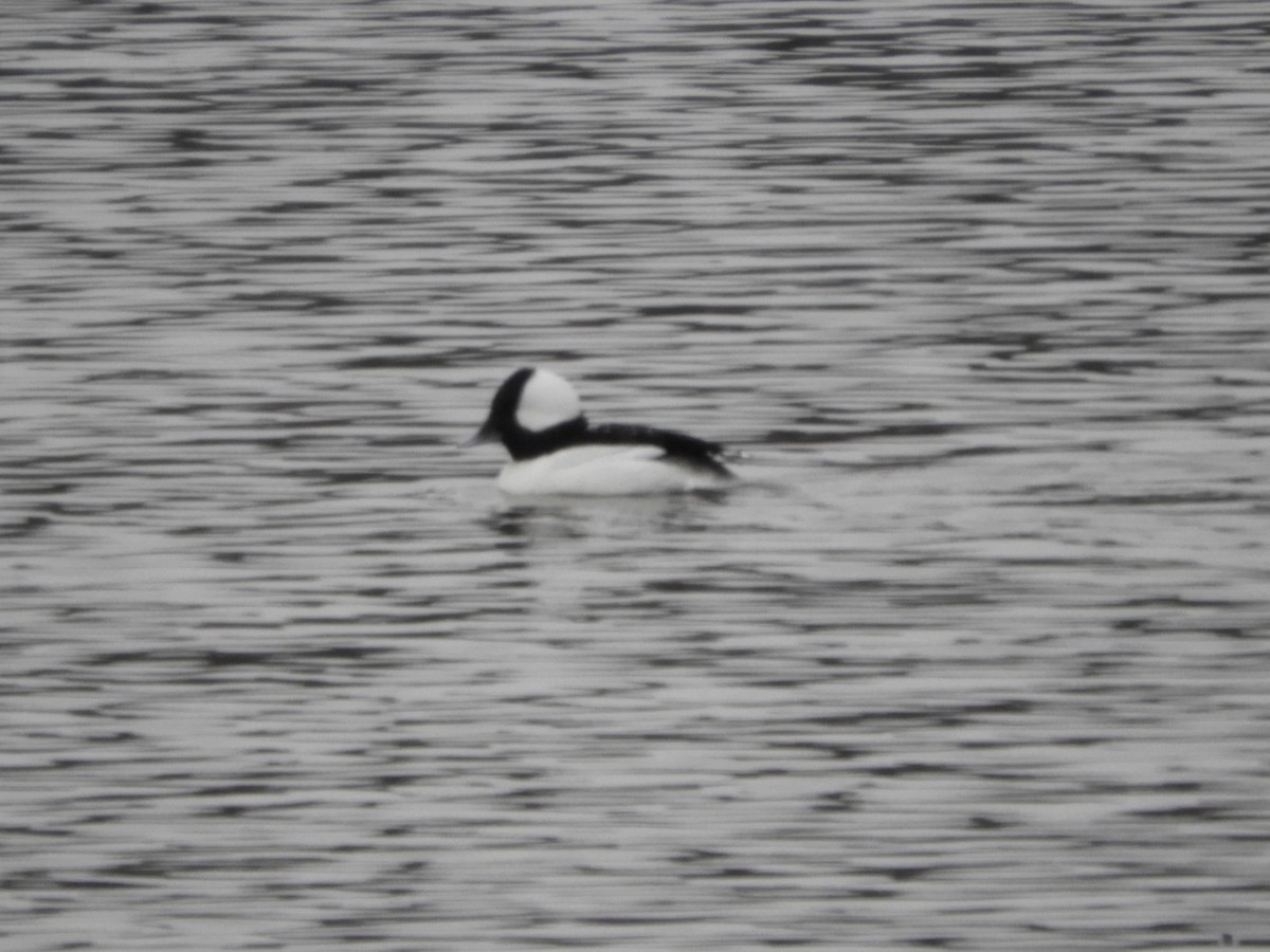 Bufflehead - ML613624547