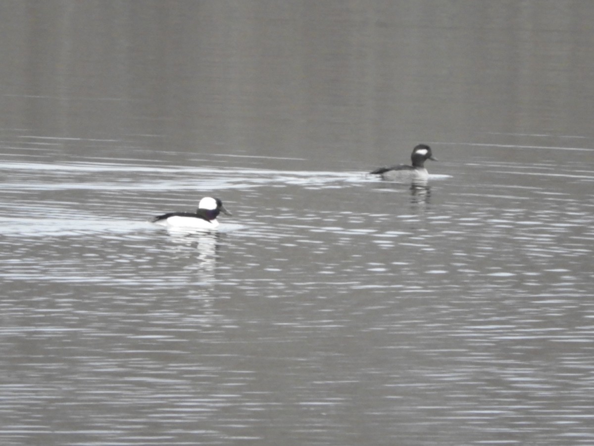 Bufflehead - ML613624548