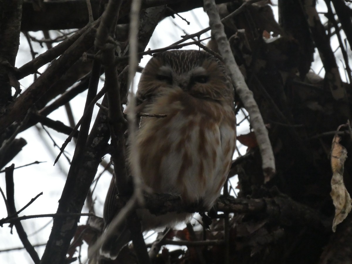 Northern Saw-whet Owl - ML613624554