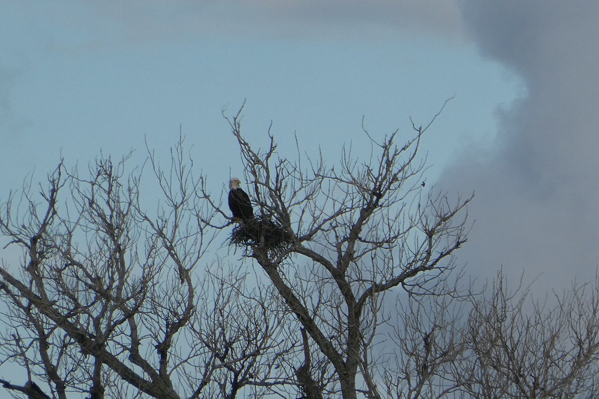 Bald Eagle - ML613624556