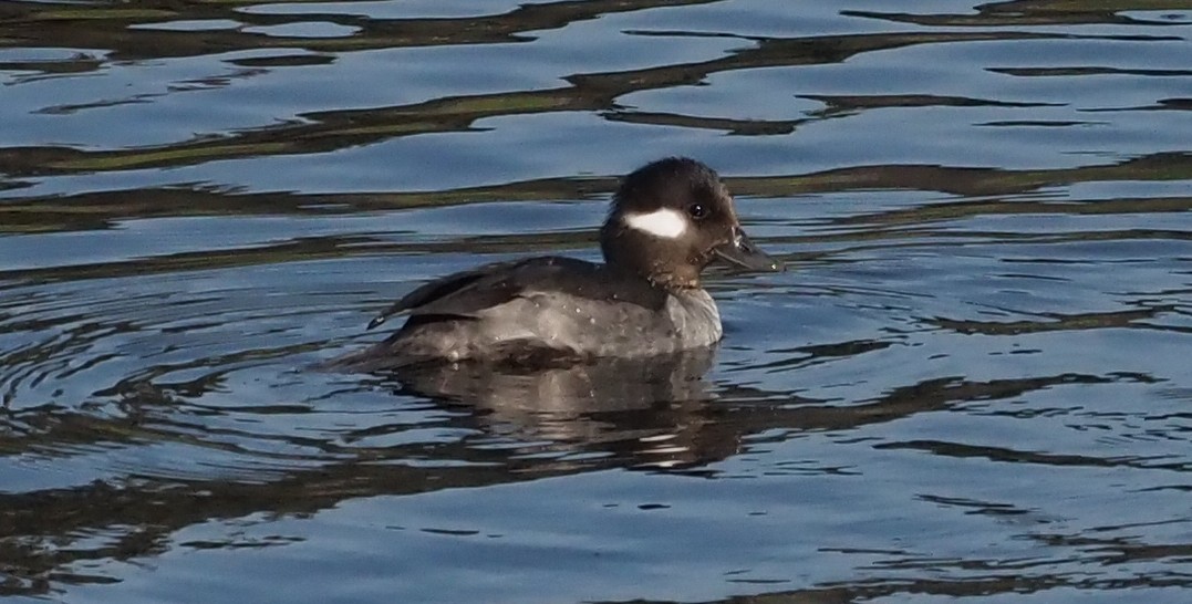 Bufflehead - ML613624560