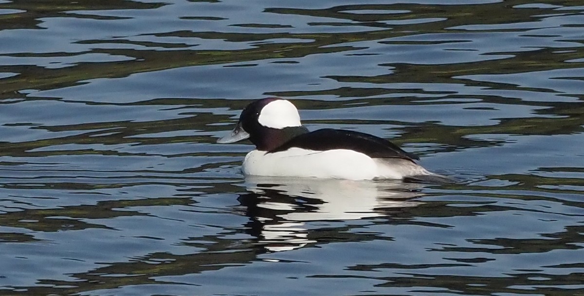 Bufflehead - ML613624573