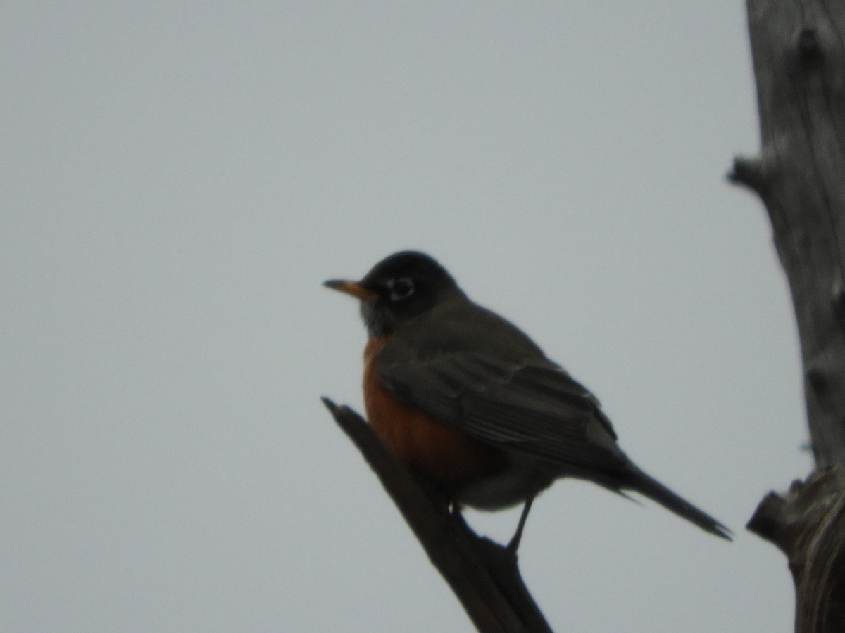 American Robin - ML613624579