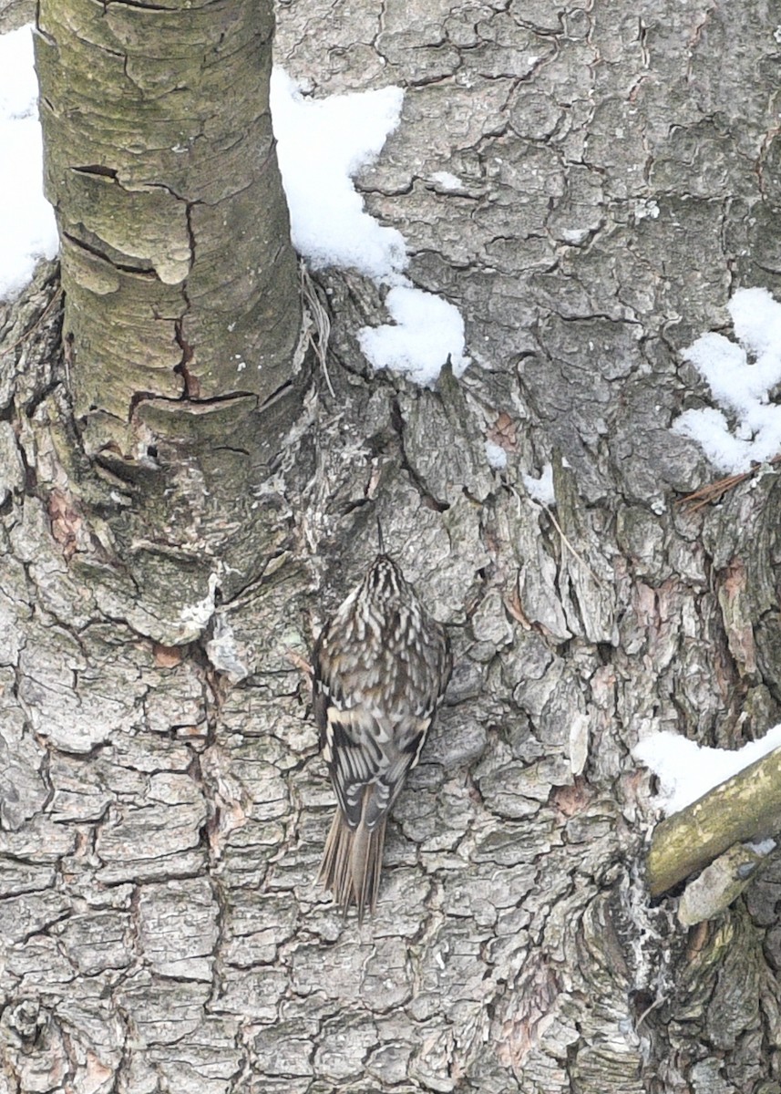 Brown Creeper - Don Keffer