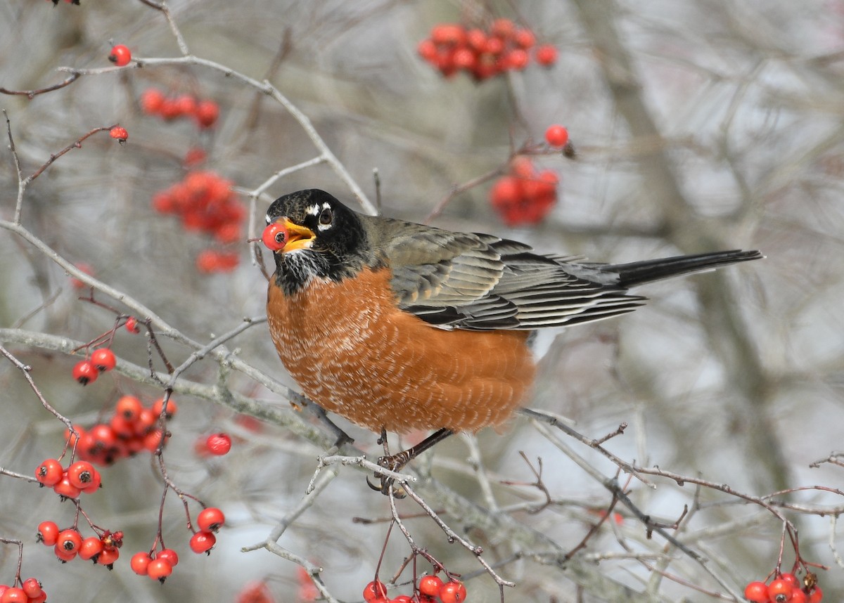 American Robin - ML613624666