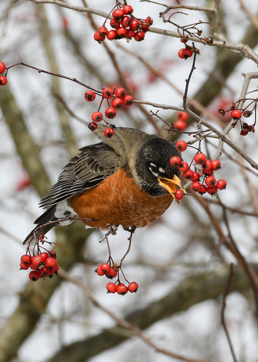 American Robin - ML613624667