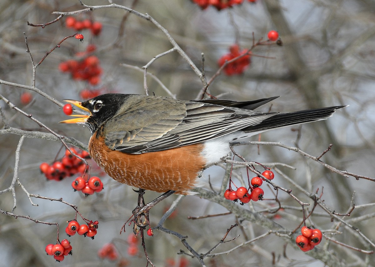 American Robin - ML613624668