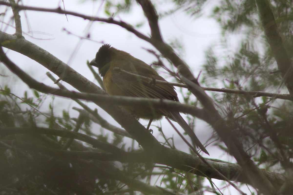 Crimson-collared Grosbeak - ML613624689