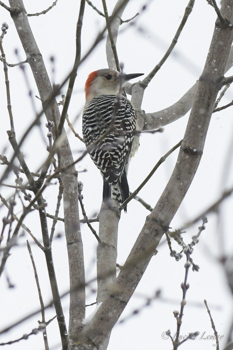 Red-bellied Woodpecker - Lucien Lemay