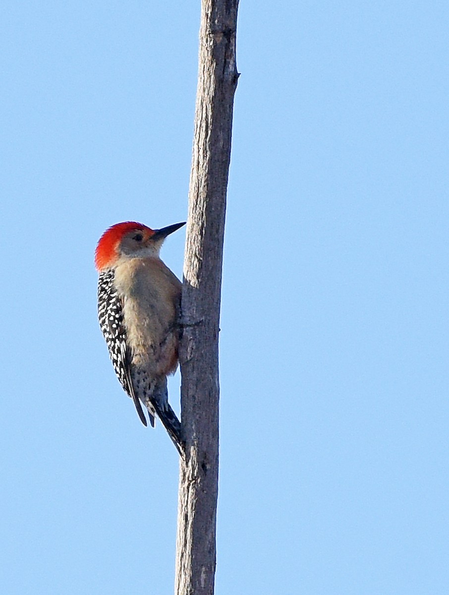 Red-bellied Woodpecker - Steven Mlodinow