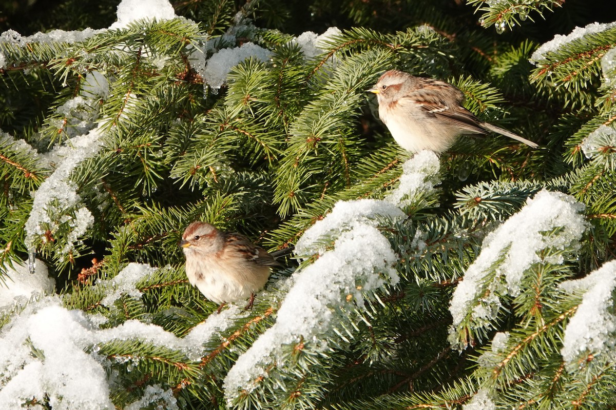 American Tree Sparrow - ML613624740