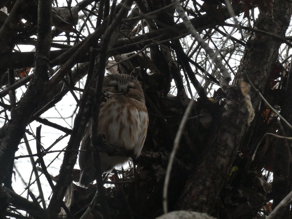 Northern Saw-whet Owl - ML613624803