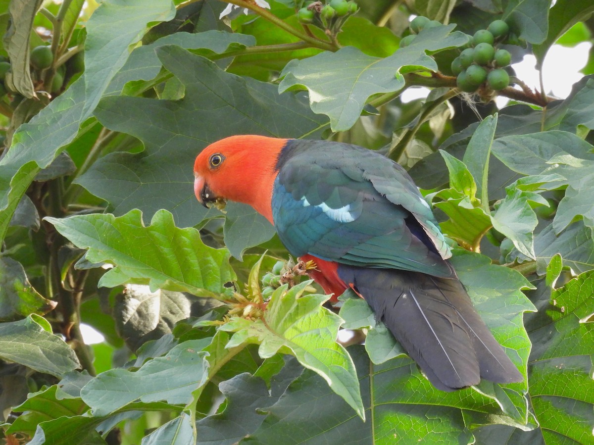 Australian King-Parrot - ML613624821