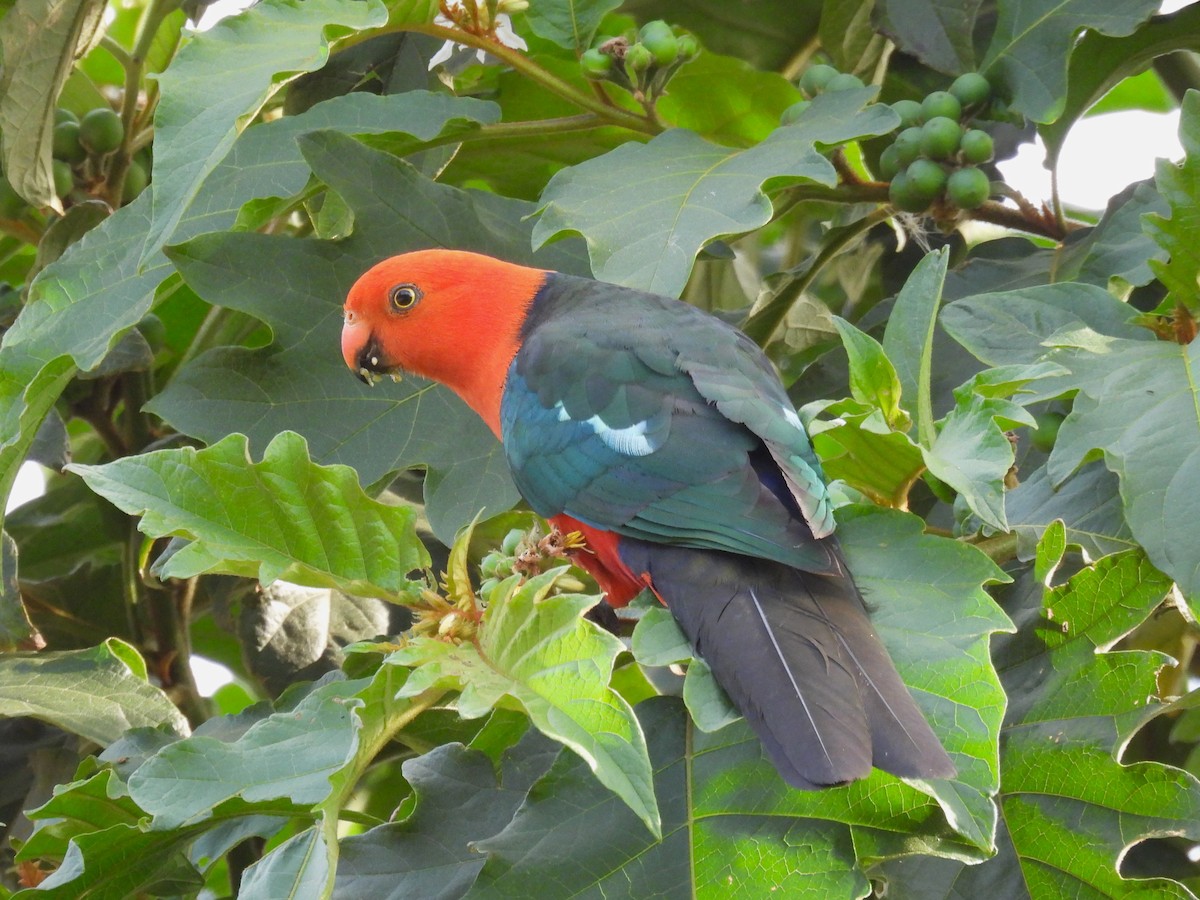 Australian King-Parrot - ML613624822
