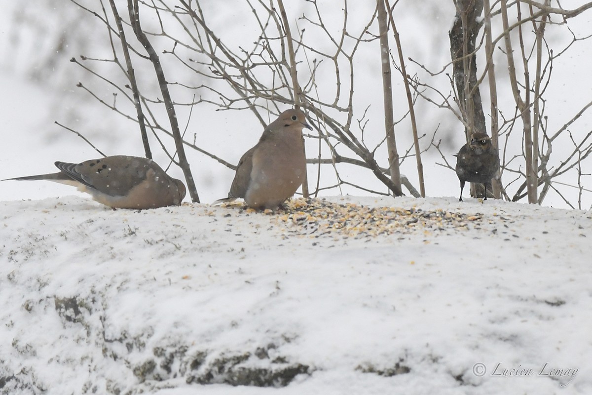 Rusty Blackbird - Lucien Lemay