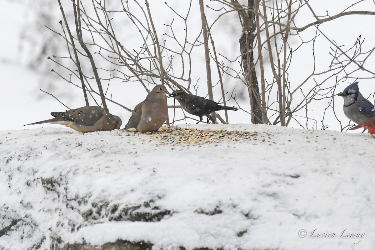 Rusty Blackbird - Lucien Lemay