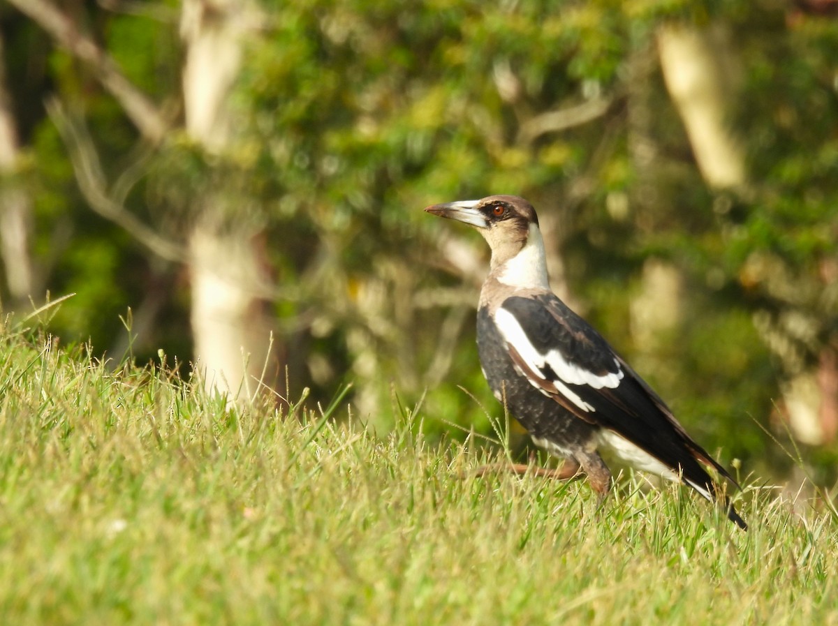 Australian Magpie (Black-backed) - ML613624834