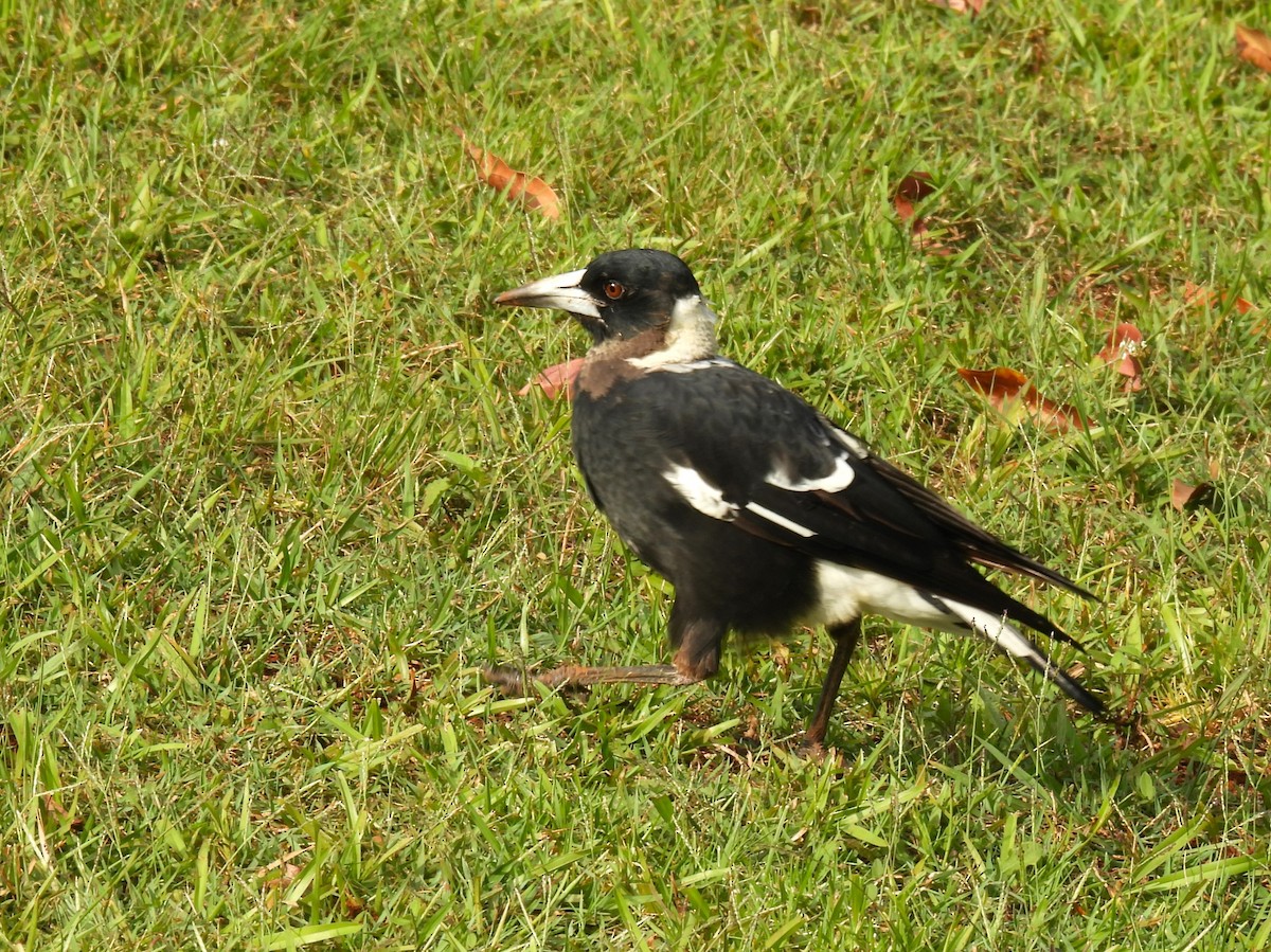 Australian Magpie (Black-backed) - ML613624835