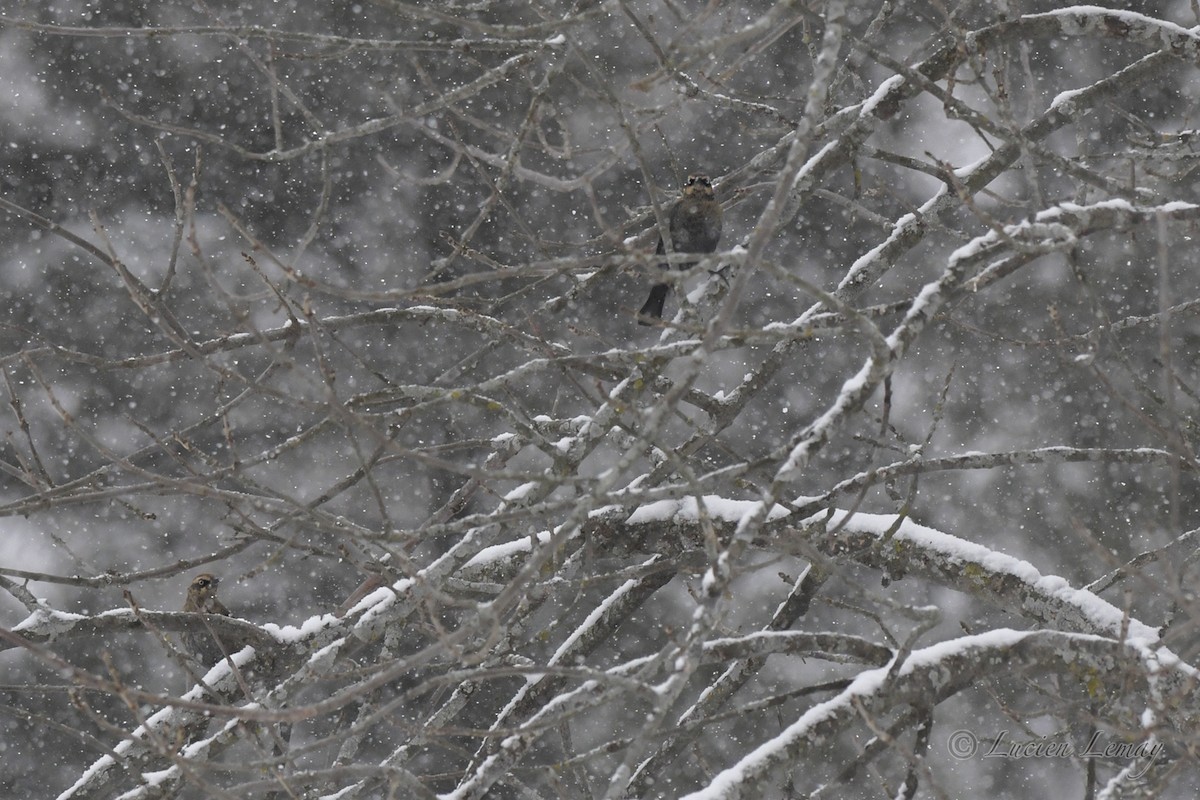 Rusty Blackbird - Lucien Lemay