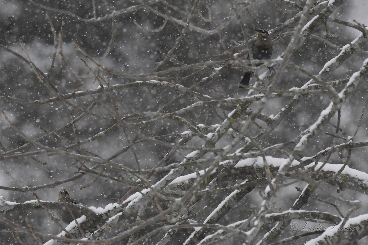 Rusty Blackbird - Lucien Lemay