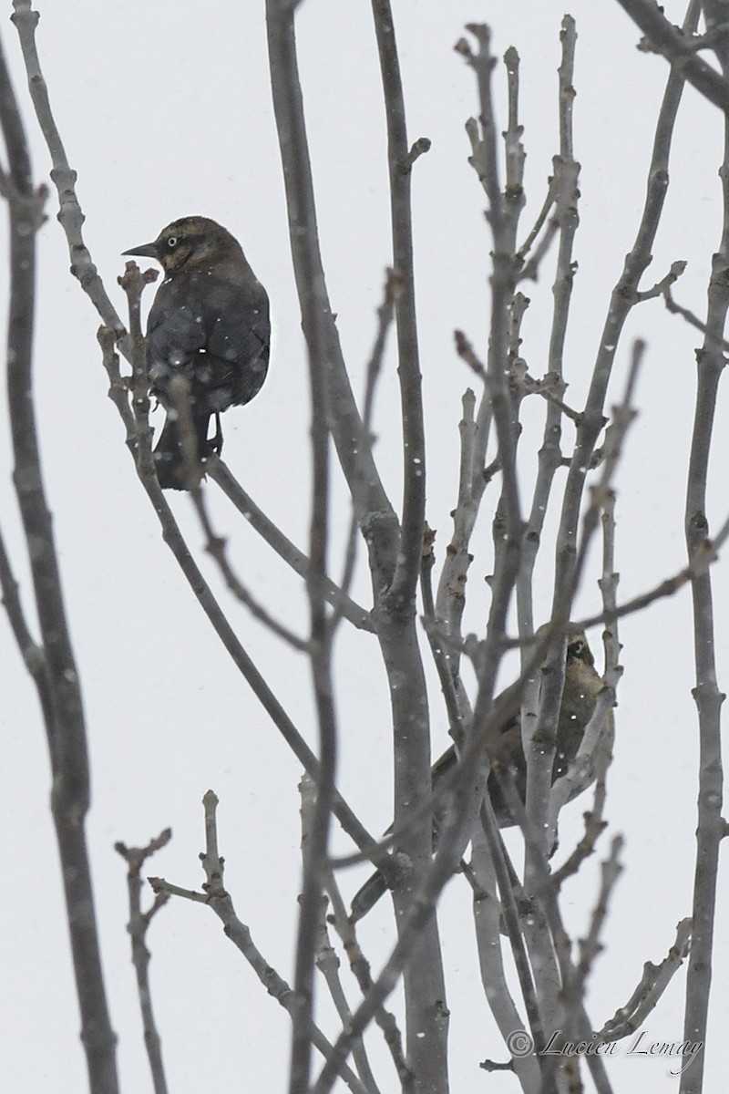 Rusty Blackbird - Lucien Lemay