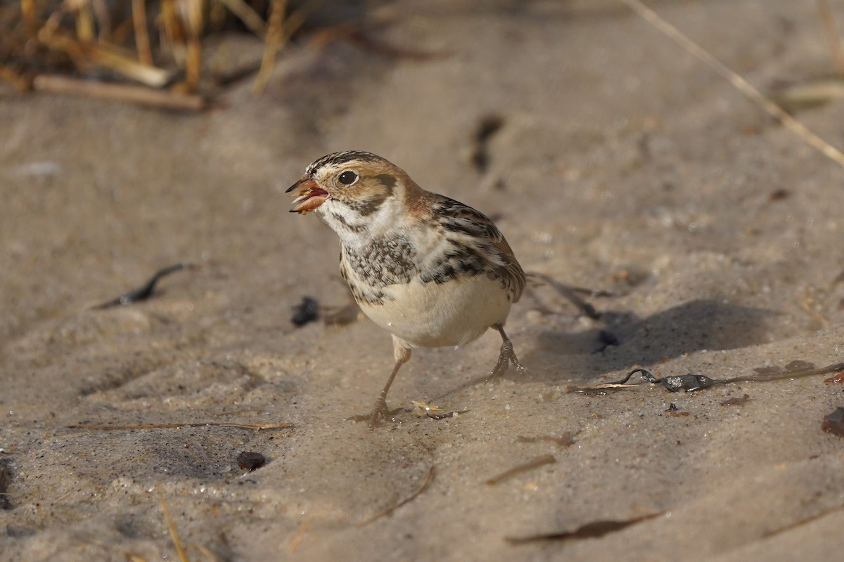 Lapland Longspur - ML613624918