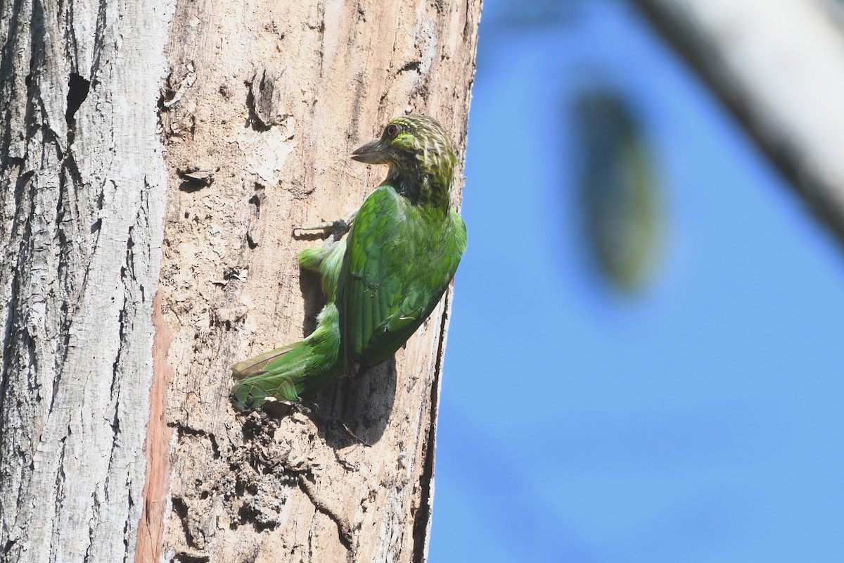 Grünohr-Bartvogel - ML613624950