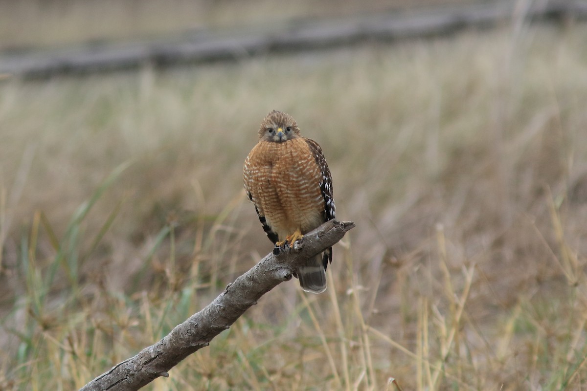 Red-shouldered Hawk (lineatus Group) - ML613624985