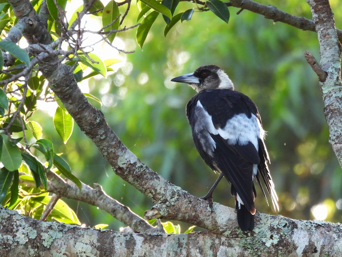 Australian Magpie (Black-backed) - ML613624999