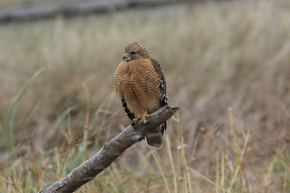 Red-shouldered Hawk (lineatus Group) - ML613625001