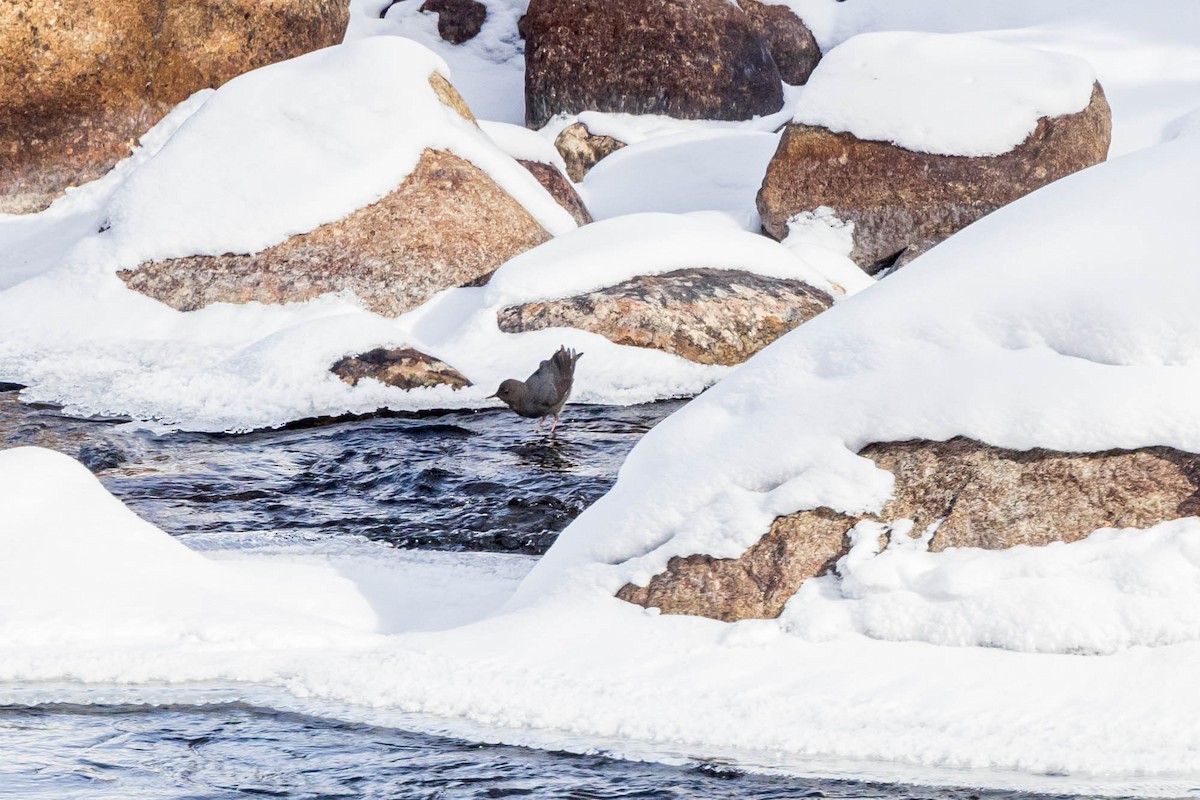 American Dipper - ML613625016