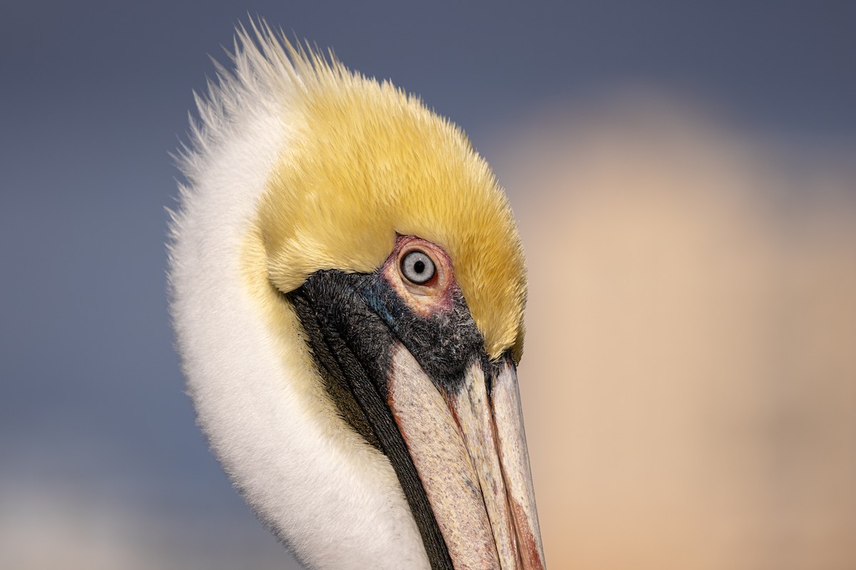 Brown Pelican - Optik Birb