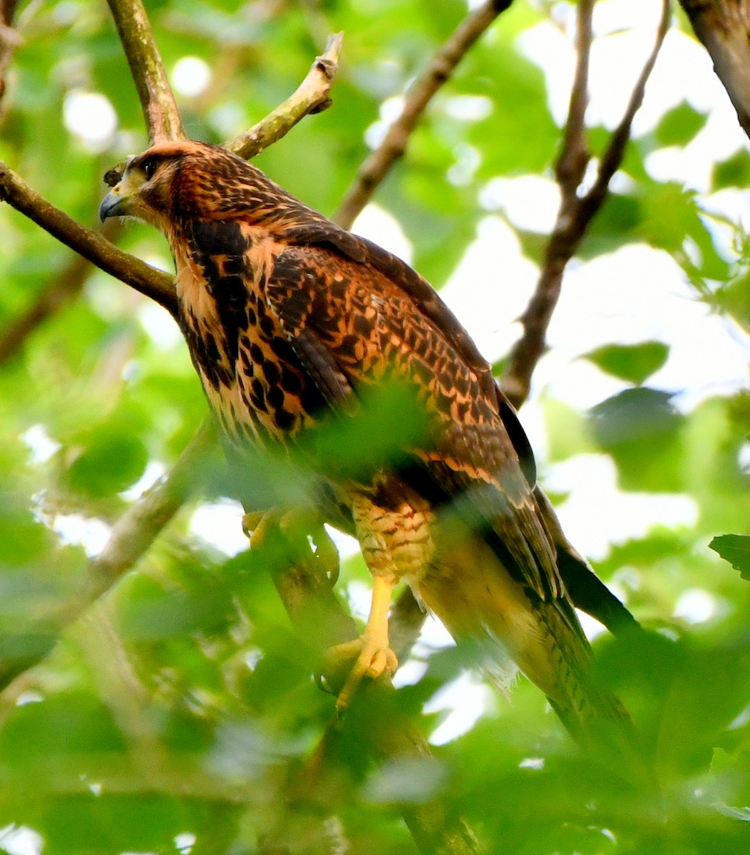 Harris's Hawk (Bay-winged) - ML613625072