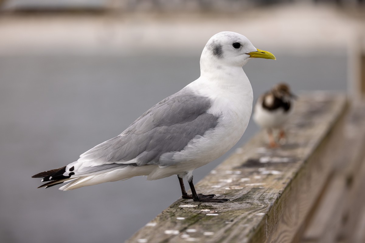 Mouette tridactyle - ML613625169