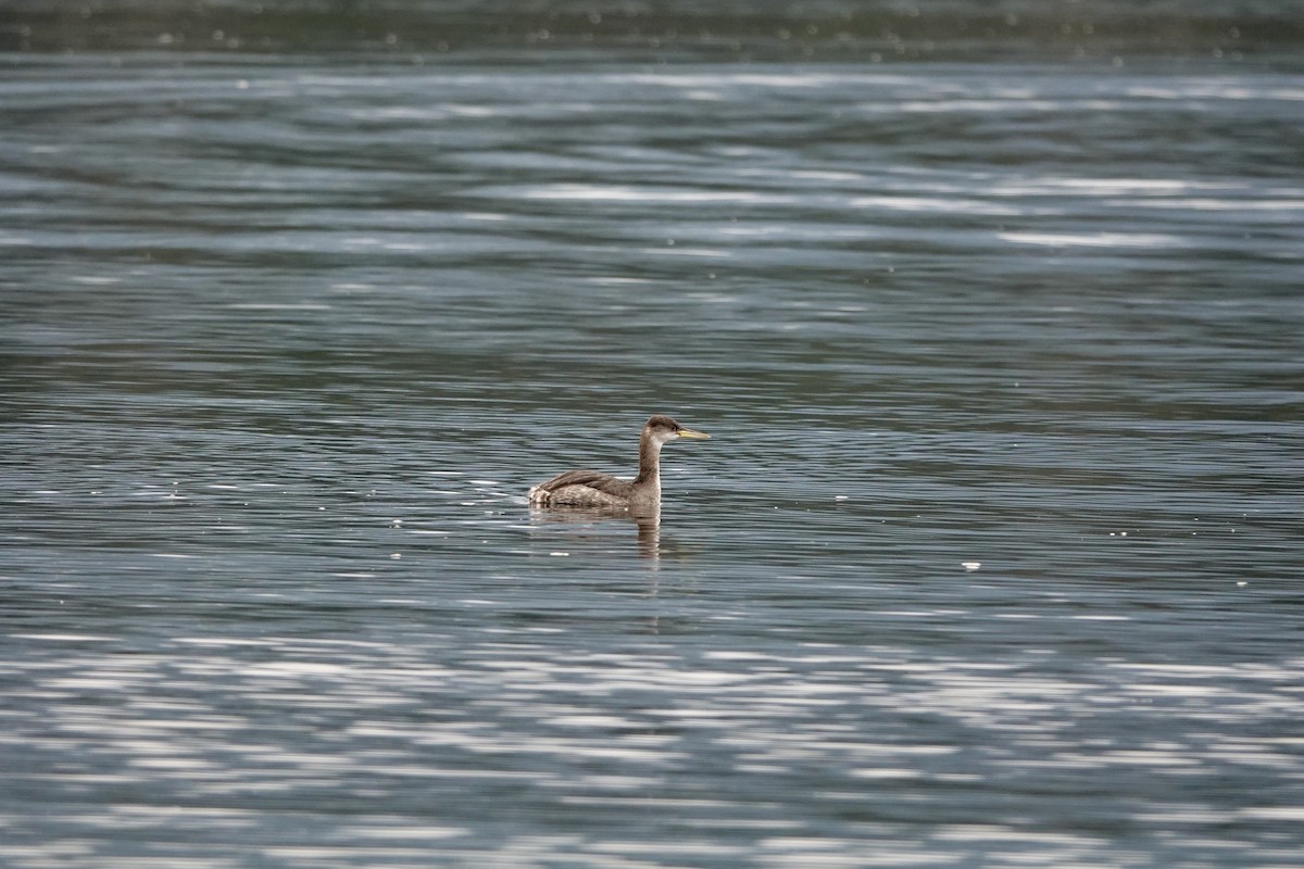Red-necked Grebe - ML613625186