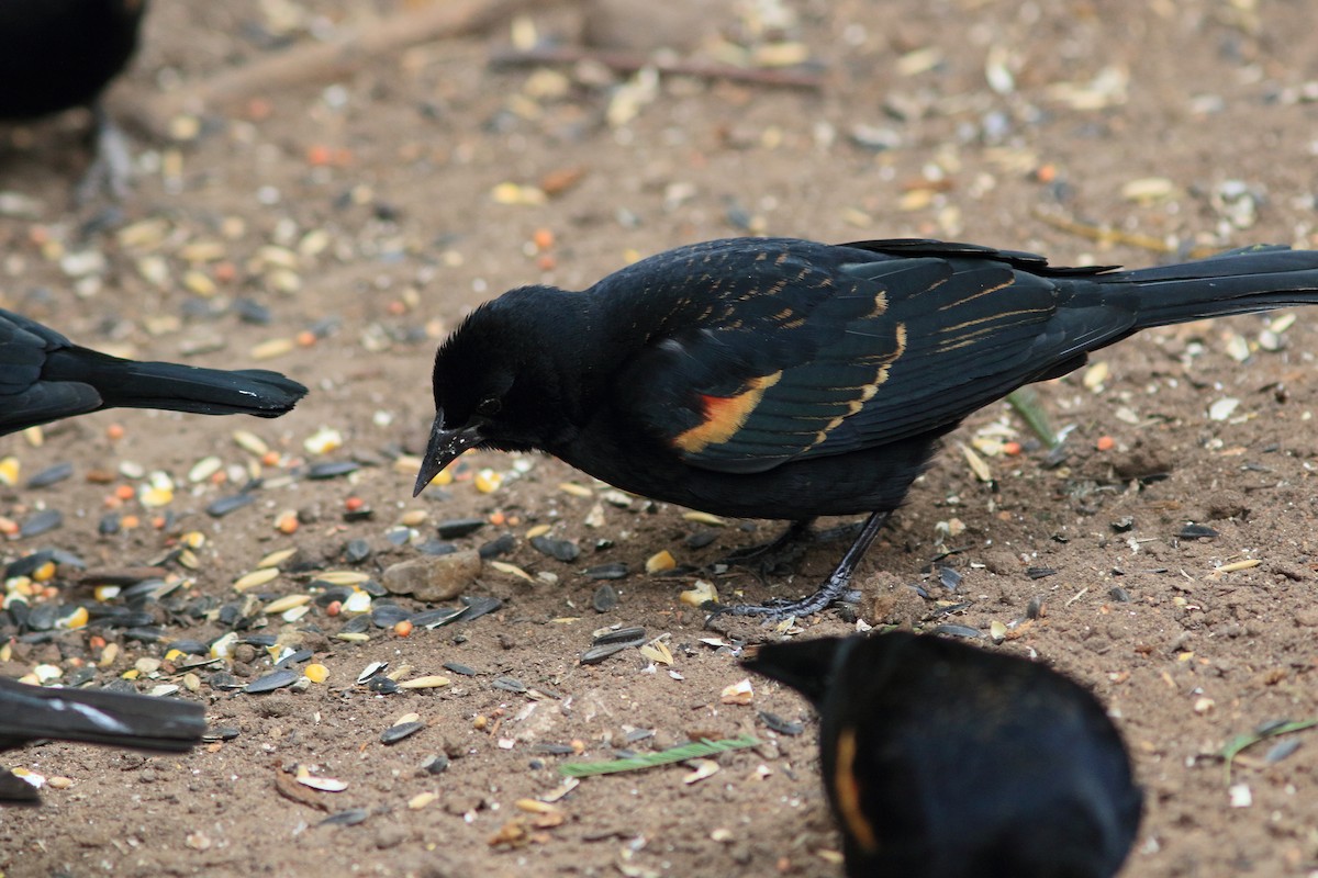 Red-winged Blackbird - ML613625312