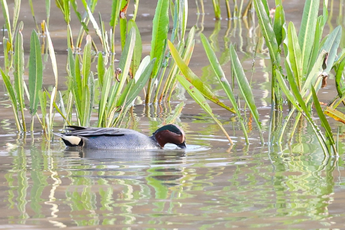 Green-winged Teal - ML613625321