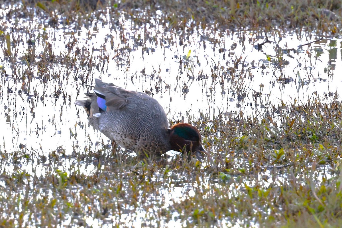 Green-winged Teal - ML613625322