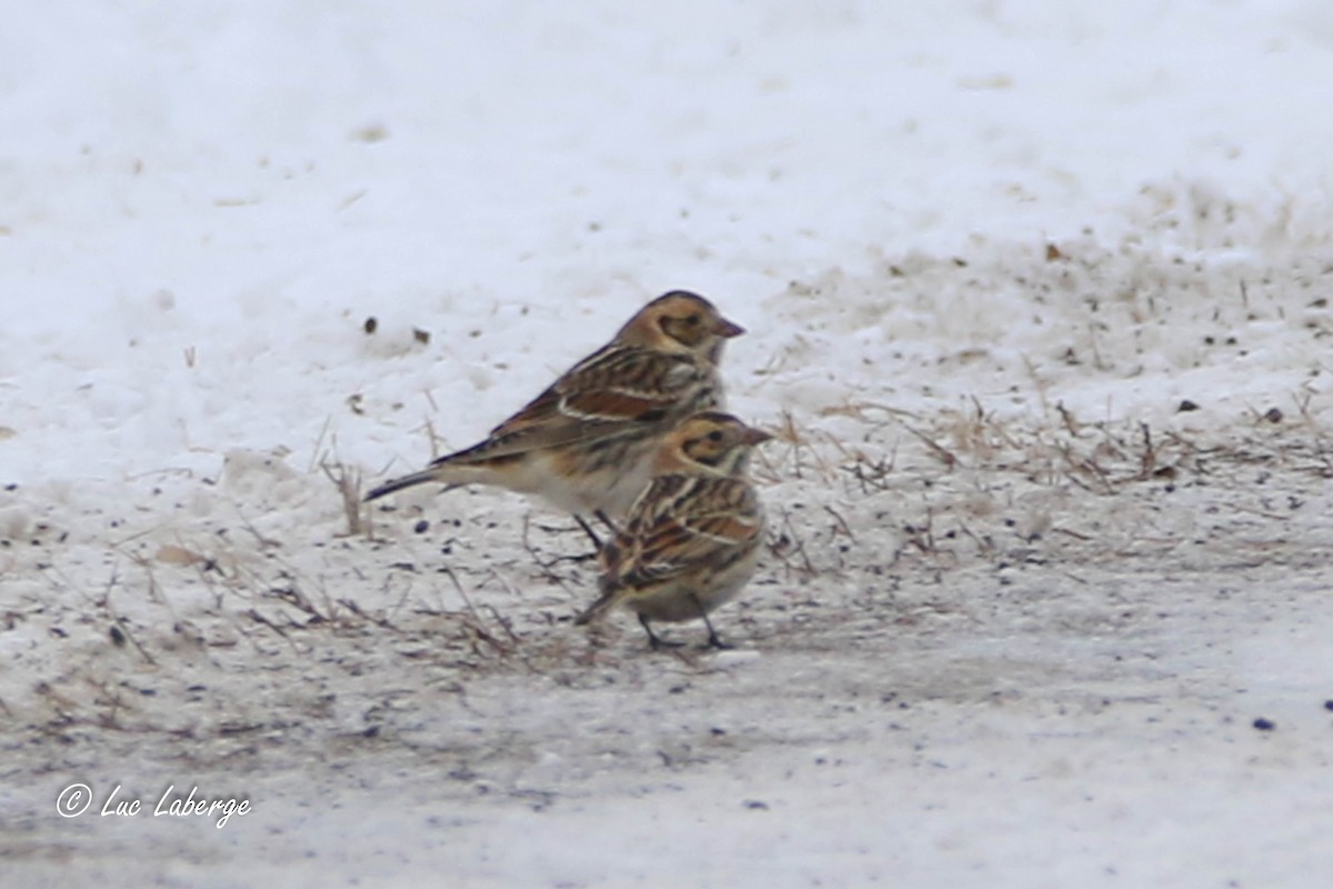 Lapland Longspur - Luc Laberge