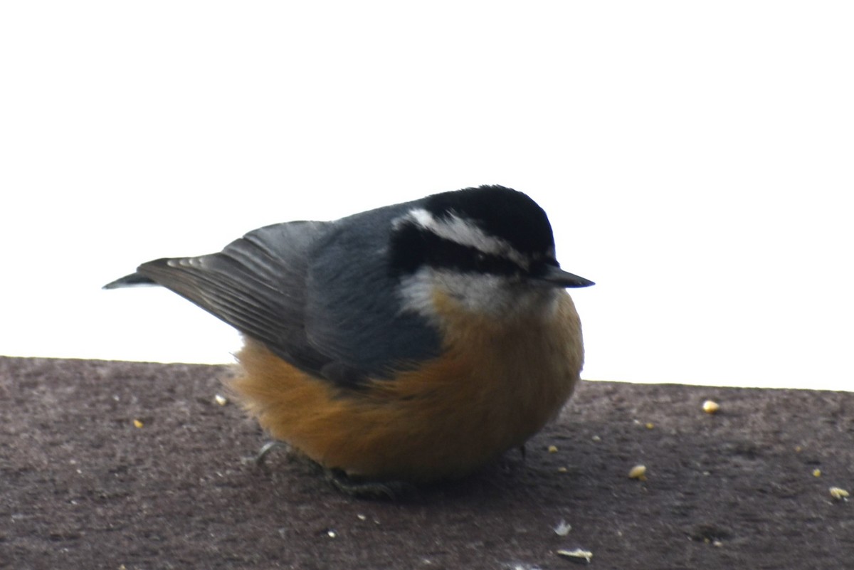 Red-breasted Nuthatch - ML613625375