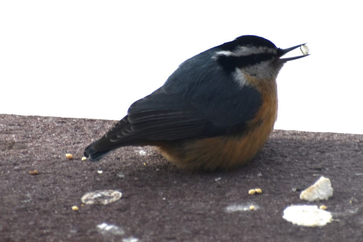 Red-breasted Nuthatch - ML613625378