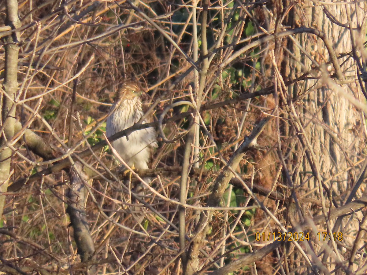 Cooper's Hawk - ML613625442