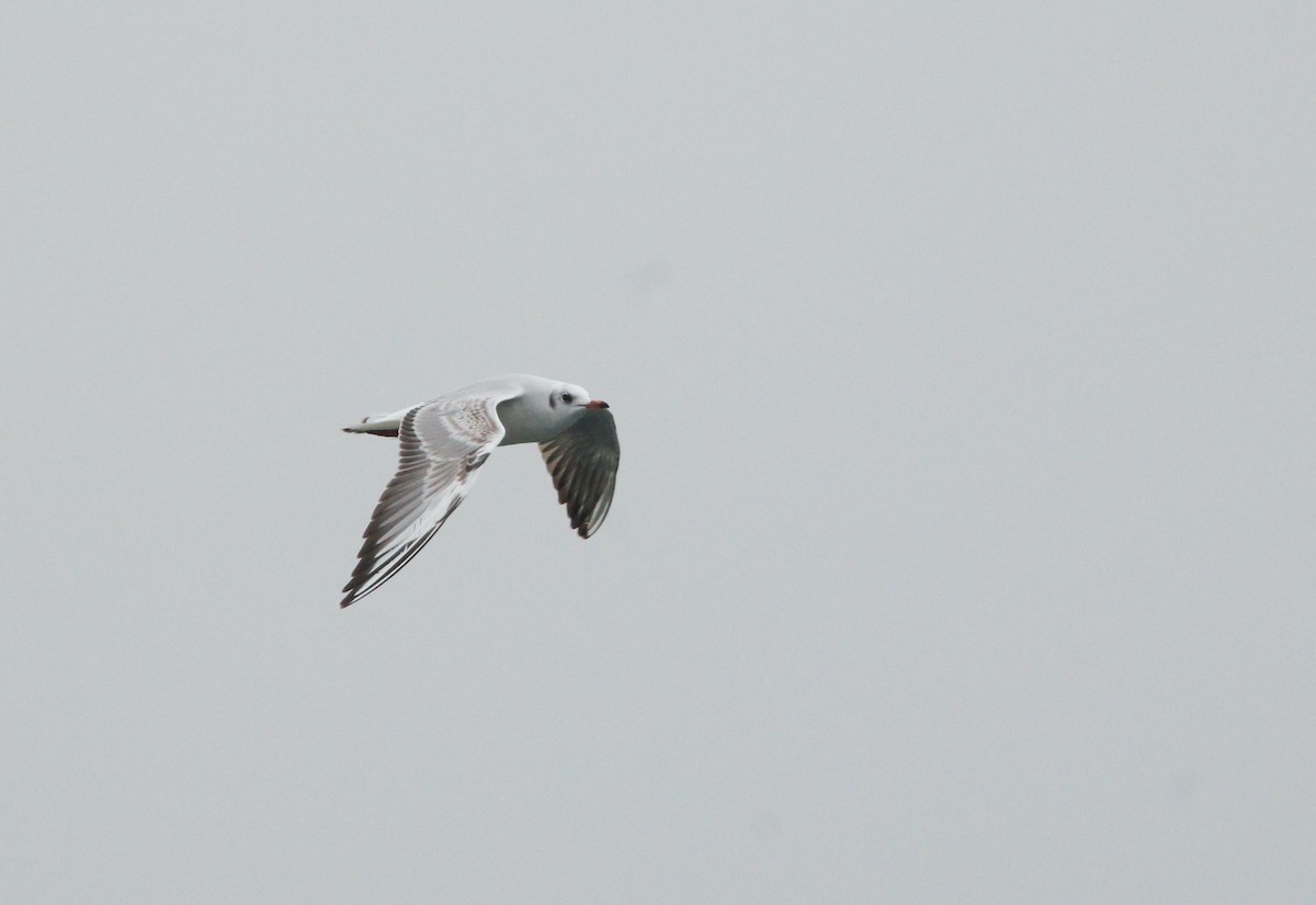 Mouette rieuse - ML613625446
