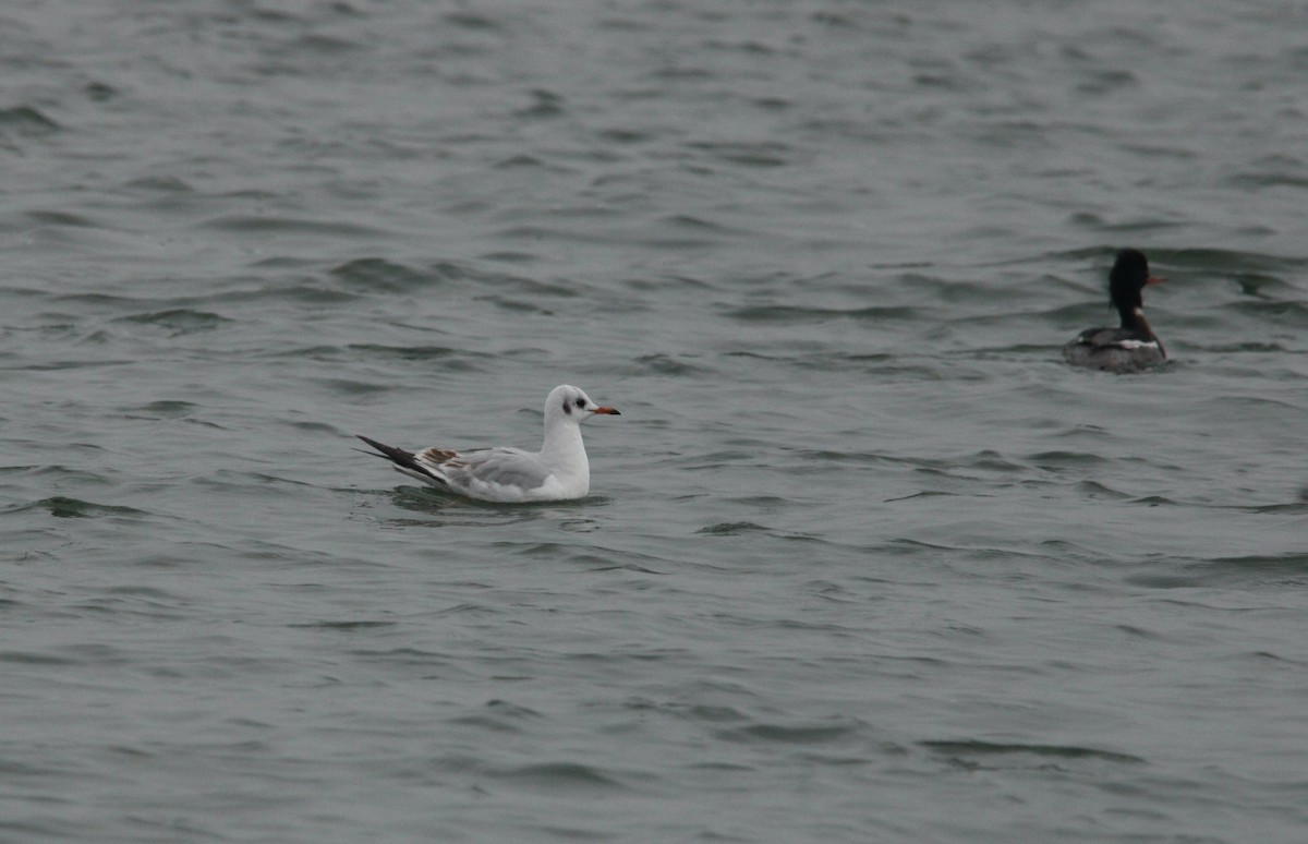 Mouette rieuse - ML613625453