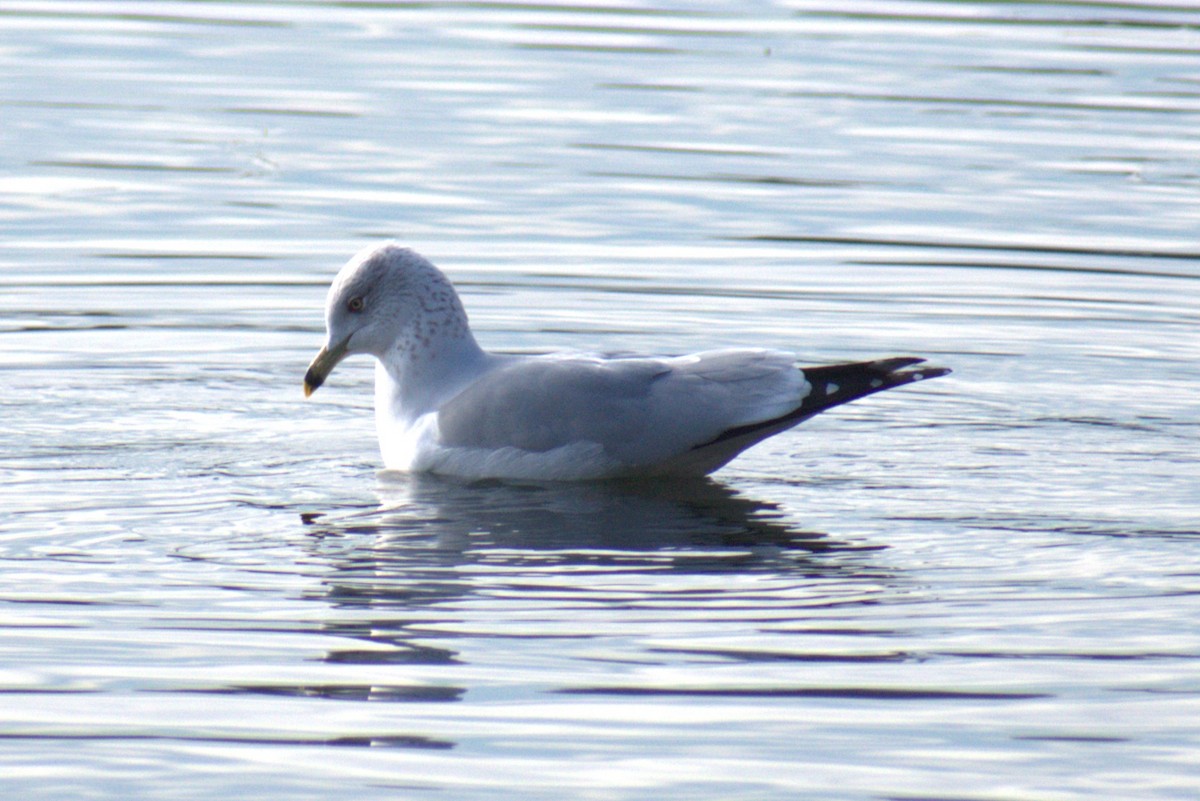 Ring-billed Gull - ML613625470