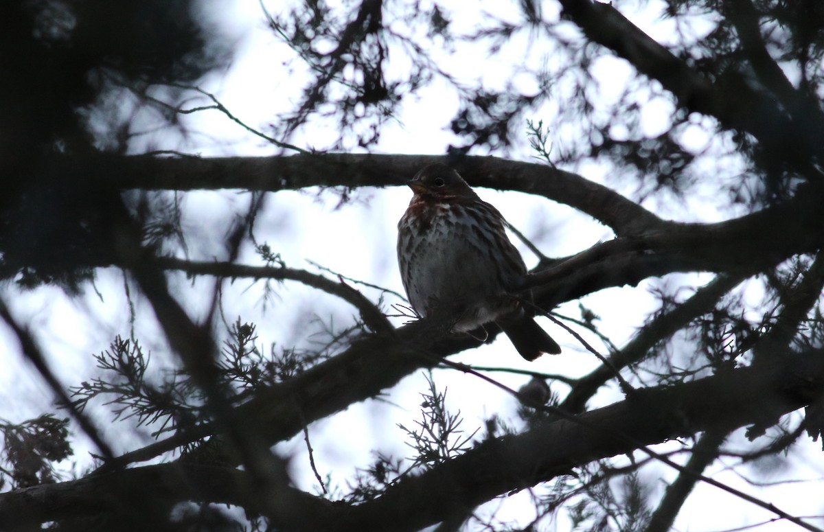 Fox Sparrow - ML613625520