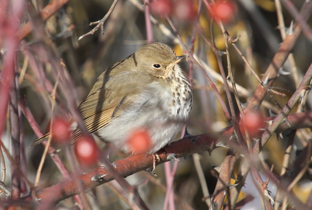 Hermit Thrush - ML613625644