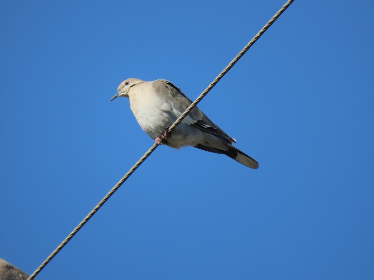 White-winged Dove - ML613625683