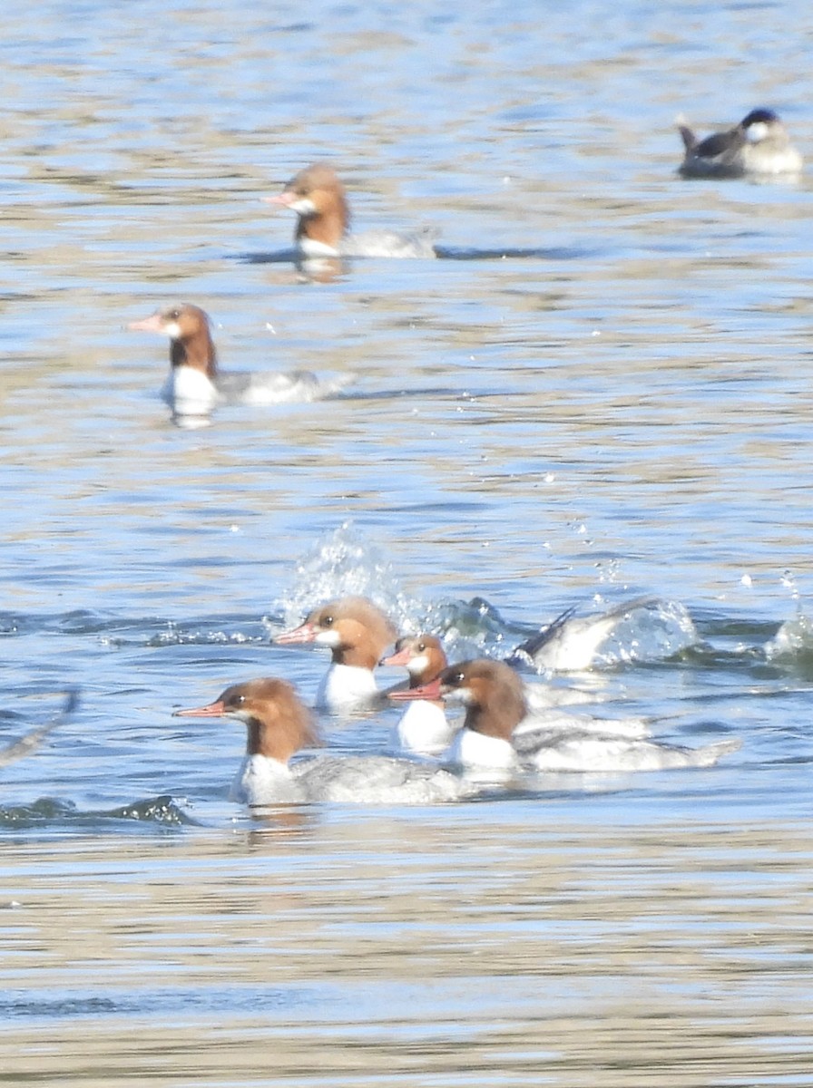 Common Merganser - ML613625703